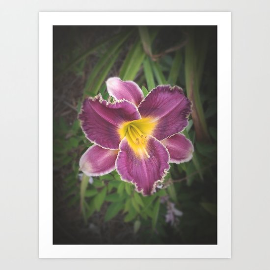 Lily Wild Art Print