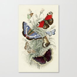 Vintage Butterfly Illustration by Oliver Goldsmith Canvas Print