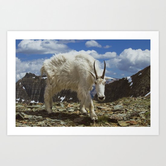 Mountian Goat Art Print