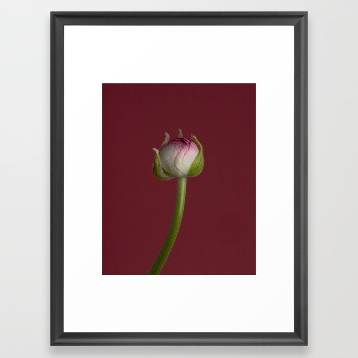 Ranunculus Bud Framed Art Print