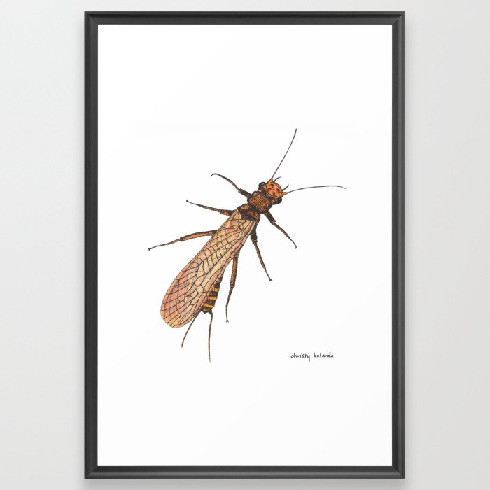 Stonefly 2 (In-Color) Framed Art Print