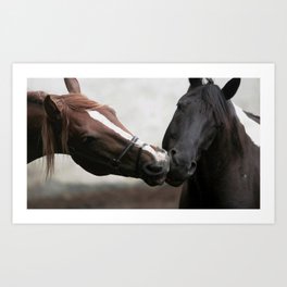 horse kiss couple different colors Art Print
