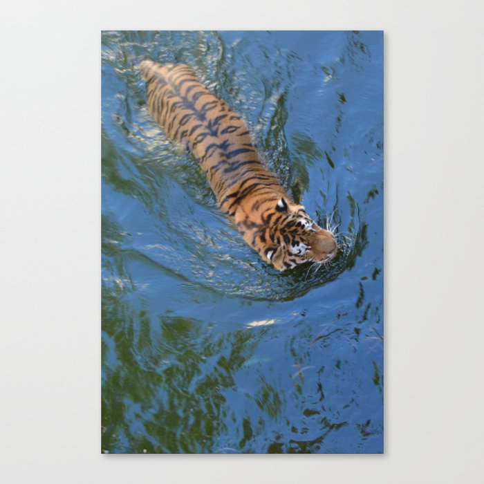 Swimming Tiger Canvas Print