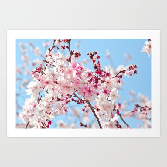 Cherry Blossoms Art Print