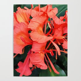 Firecracker Red Jungle Tropical Flower Poster