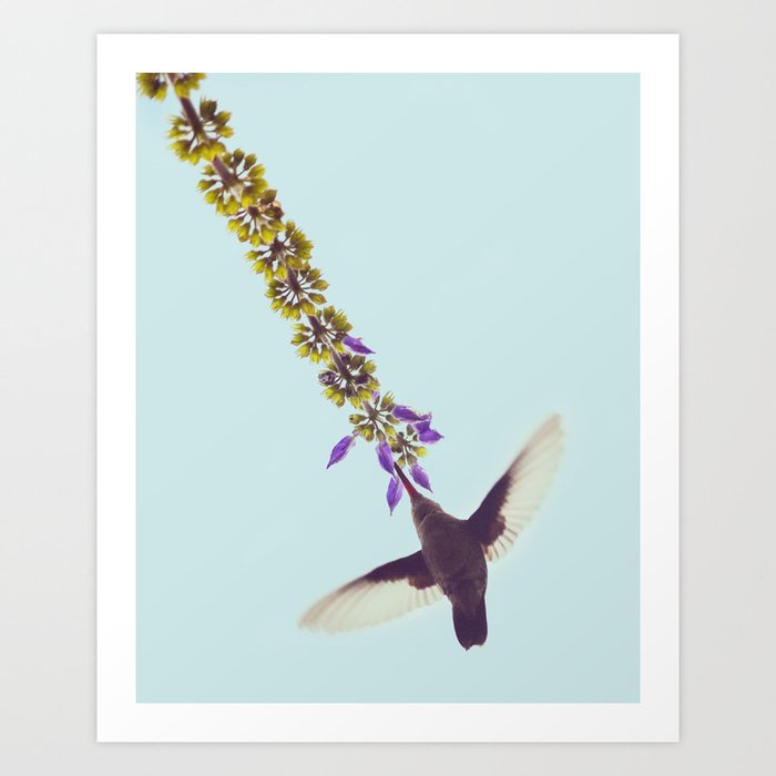 Hummingbird and Flower Art Print