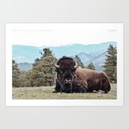 great american bison Art Print