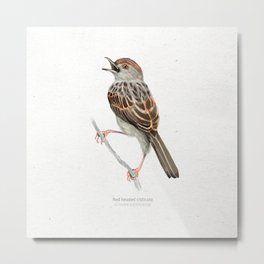 Red headed cisticola scientific illustration art print Metal Print