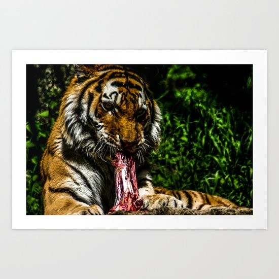Lunchtime with the tiger Art Print