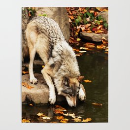 Lone Timber Wolf Grey Canis Lupus 133 Poster