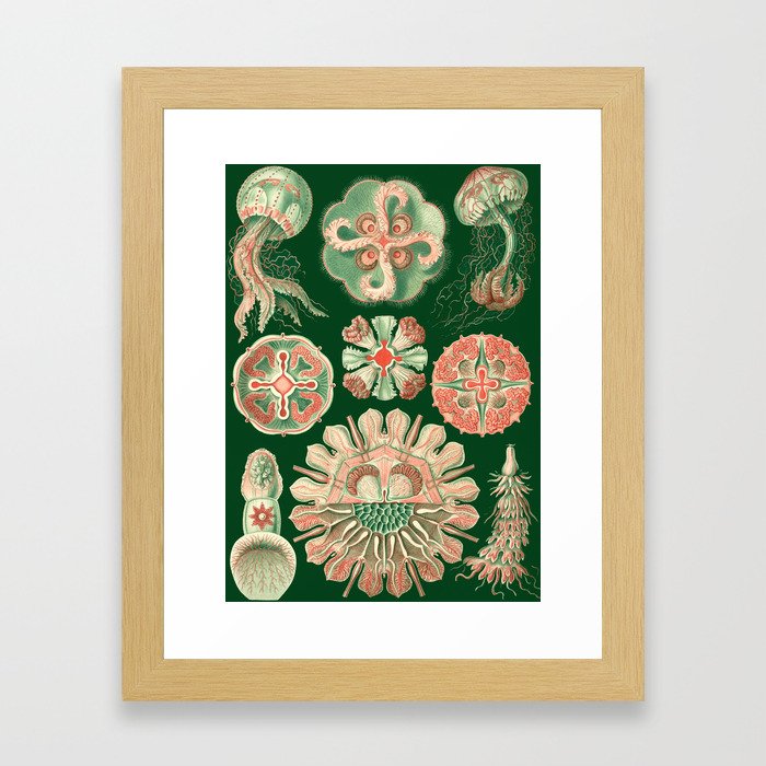 Ernst Haeckel Discomedusae Jellyfish Framed Art Print
