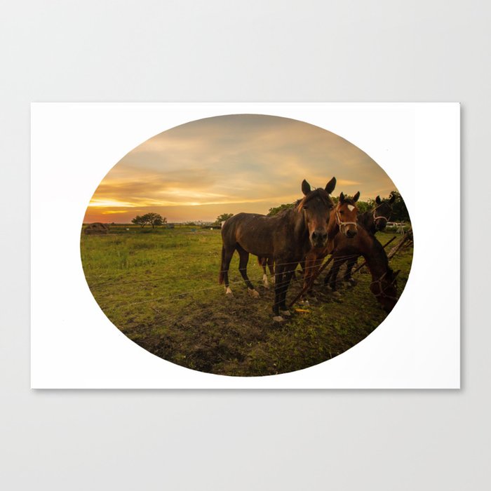 Horses in the Field Canvas Print