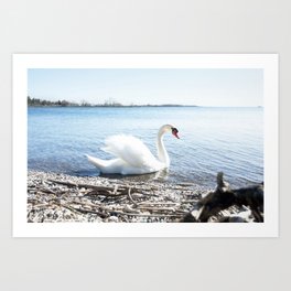 Swans by the Lake on April 28th, 2022. IV Art Print