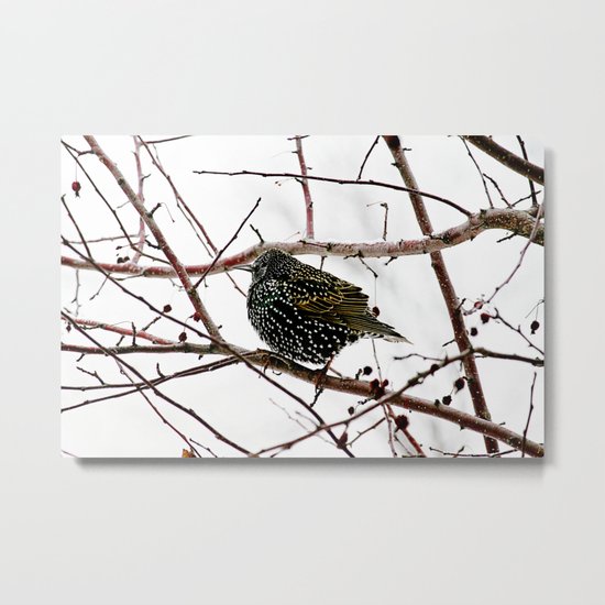 oh starling Metal Print