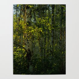 Woodland Sunrise Poster