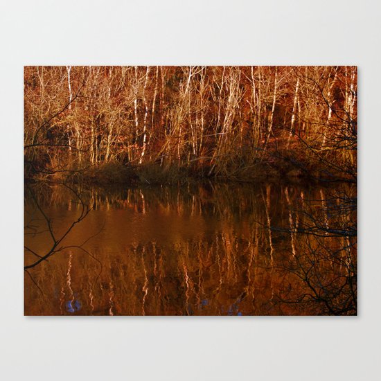 Silver Birch, Golden Light Canvas Print
