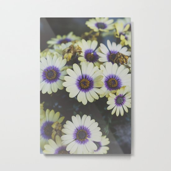 African Daisy Metal Print