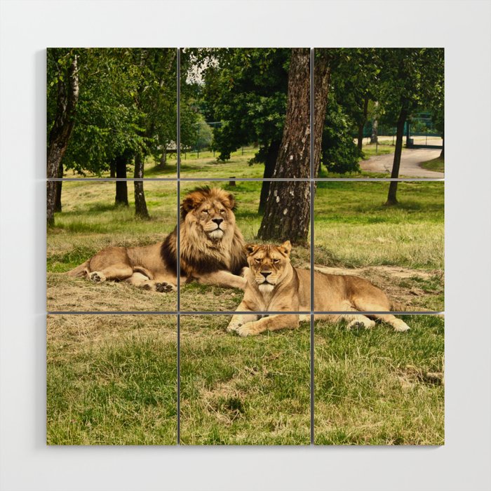 South Africa Photography - Two Beautiful Lions Laying On The Grass Wood Wall Art
