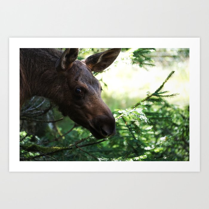 Elk Photo Print Art Print