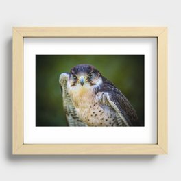 Peregrine Falcon Recessed Framed Print