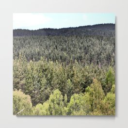 Scottish Highlands Spring Forest Tree Tops in I Art  Metal Print