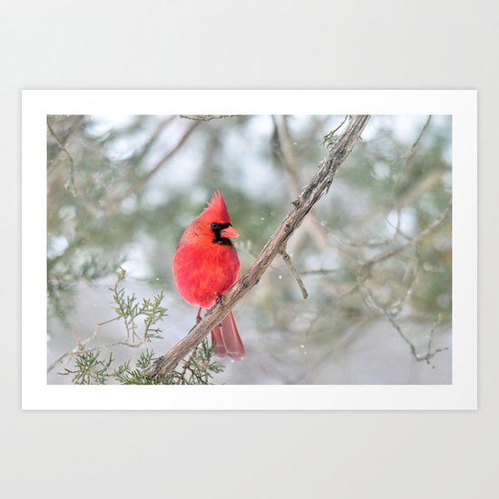Winter's End Cardinal Art Print