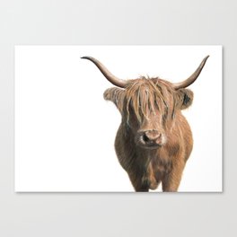 Highland cow Canvas Print