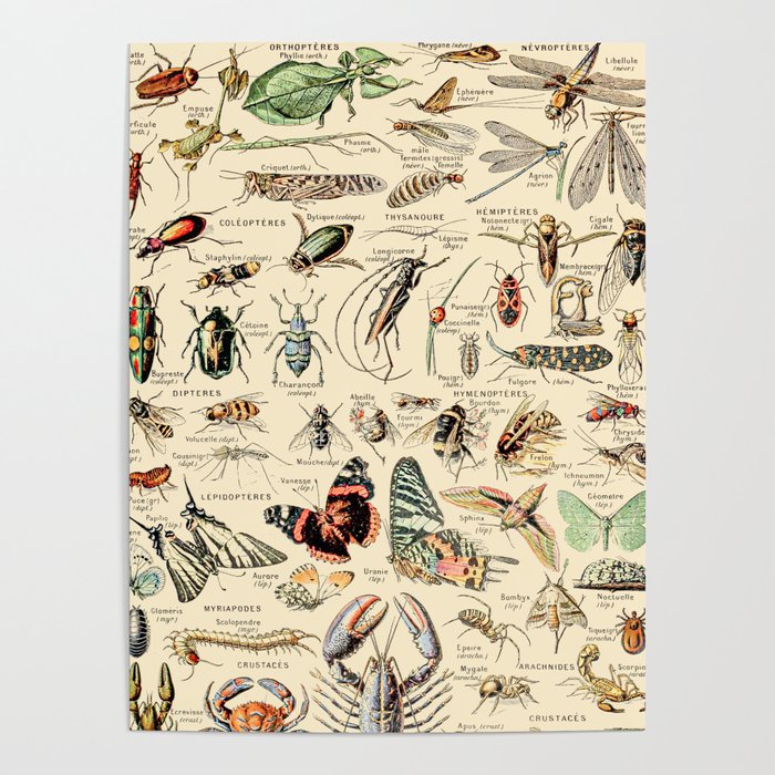 Insect Wall Hangings Tapesty Vintage Art Print Poster 