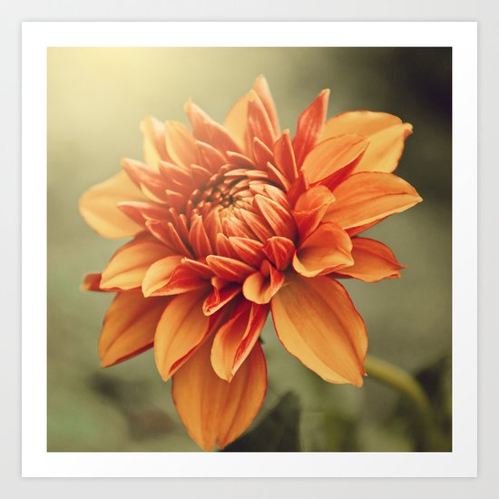 Orange Dahlia #2 * Garden Flowers Floral Blossom Nature Art Print