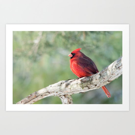 Serene Cardinal Art Print