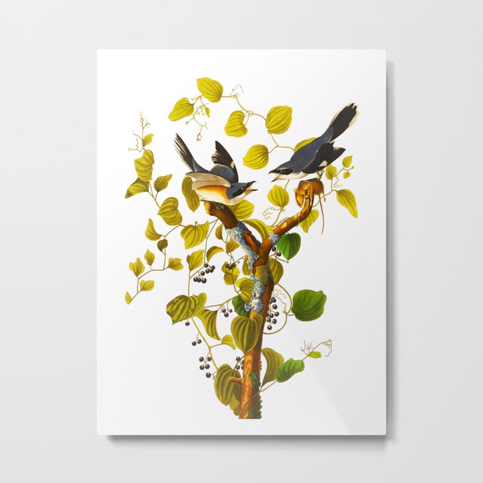 Loggerhead Shrike Bird Metal Print