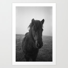 Black and White Horse in Foggy Field Art Print