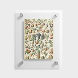 Vintage Fruit Poster 1 - Adolphe Millot Floating Acrylic Print