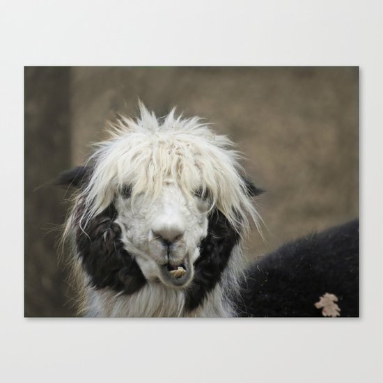 Funny alpaca Canvas Print