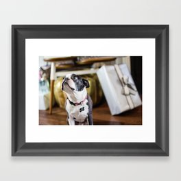 Boston Terrier Framed Art Print
