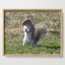 Wildlife photography, Eastern Gray Squirrel, nature Serving Tray