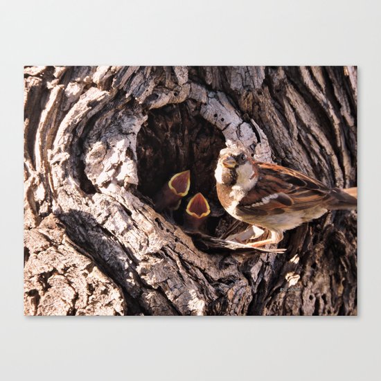 House Sparrow Keeping House Canvas Print