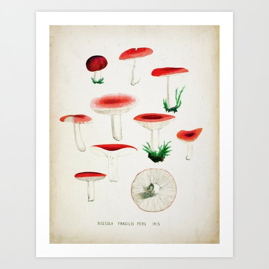 Red Fungi Art Print