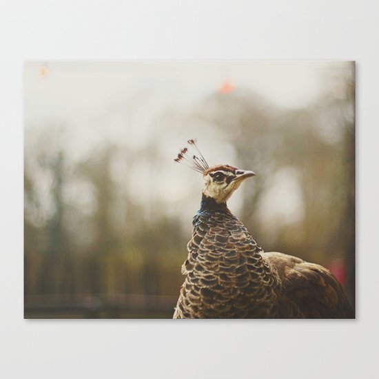 Little Miss Peahen Canvas Print