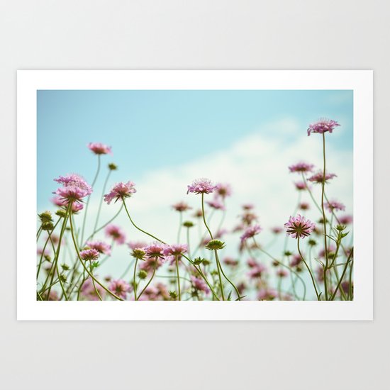Pincushion Flower Art Print