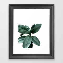 Rubber fig Plant Framed Art Print