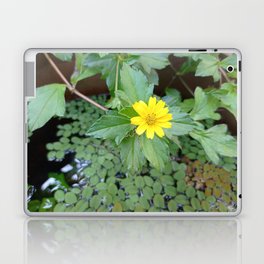 Yellow chrysanthemum with green leaves in water (300) Laptop Skin