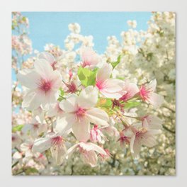Spring Blossom Canvas Print