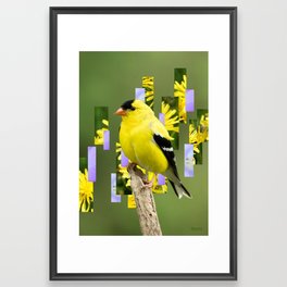 American Goldfinch Framed Art Print