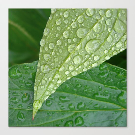 rainy drops I Canvas Print