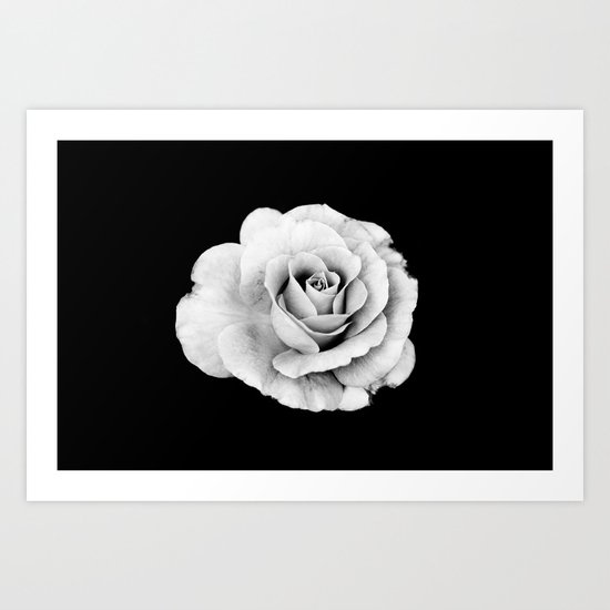 White Rose Art Print