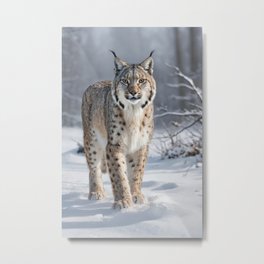 Lynx in the snow Metal Print