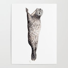 Harbour Seal Poster
