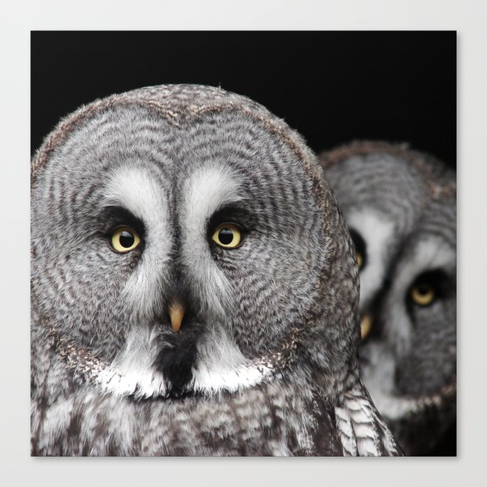 Great Grey Owls  Canvas Print