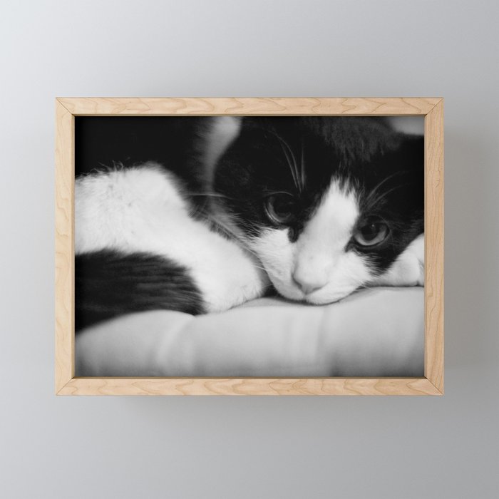 Cat black and white Framed Mini Art Print